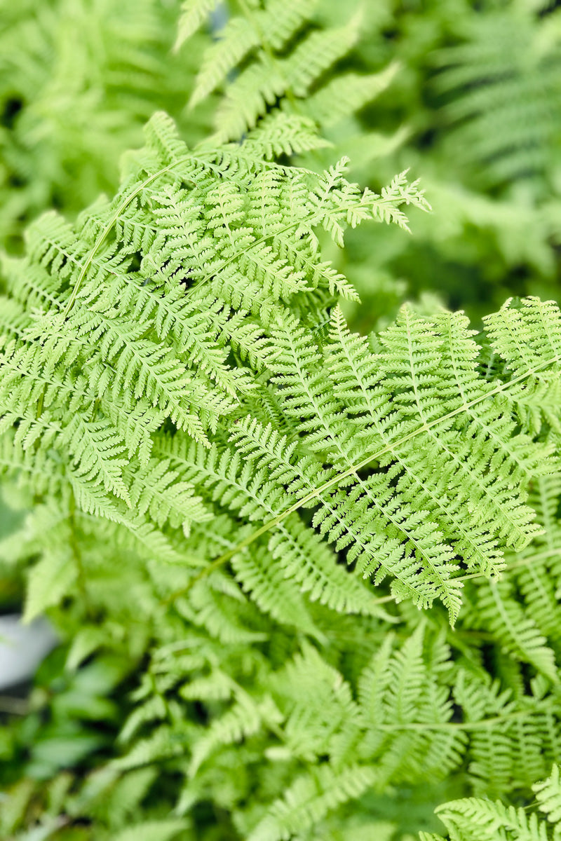Fern, Lady