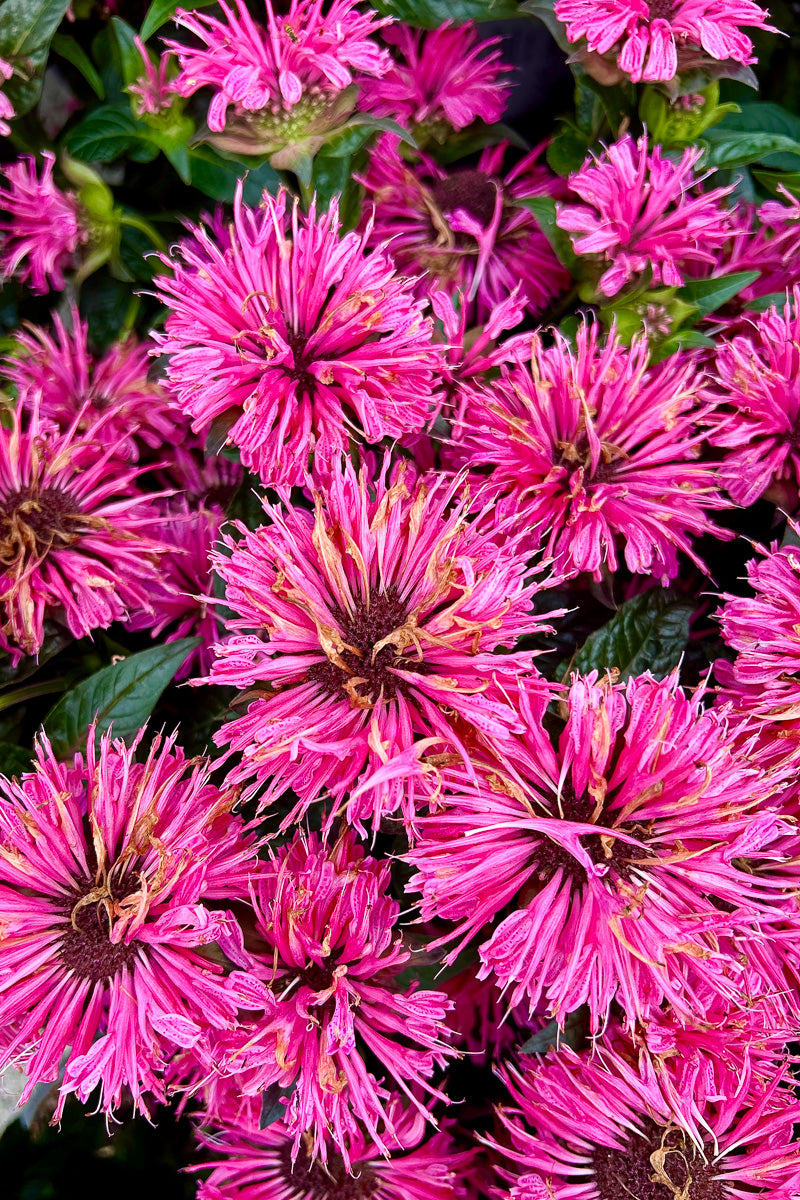 Bee Balm, Us Pink Chenille