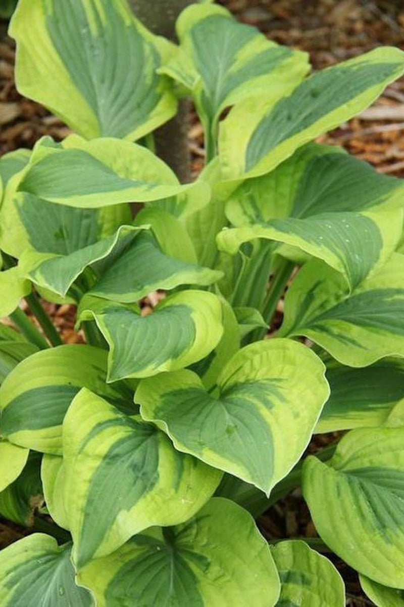 Hosta, Velvet Moon