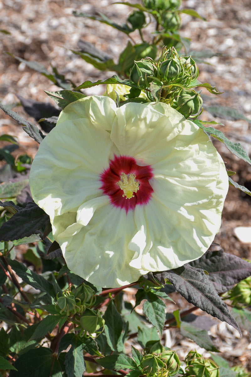 Hibiscus, French Vanilla