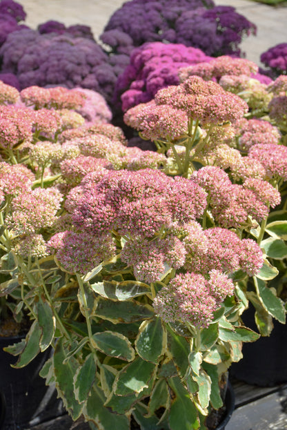 Sedum, Frosted Fire