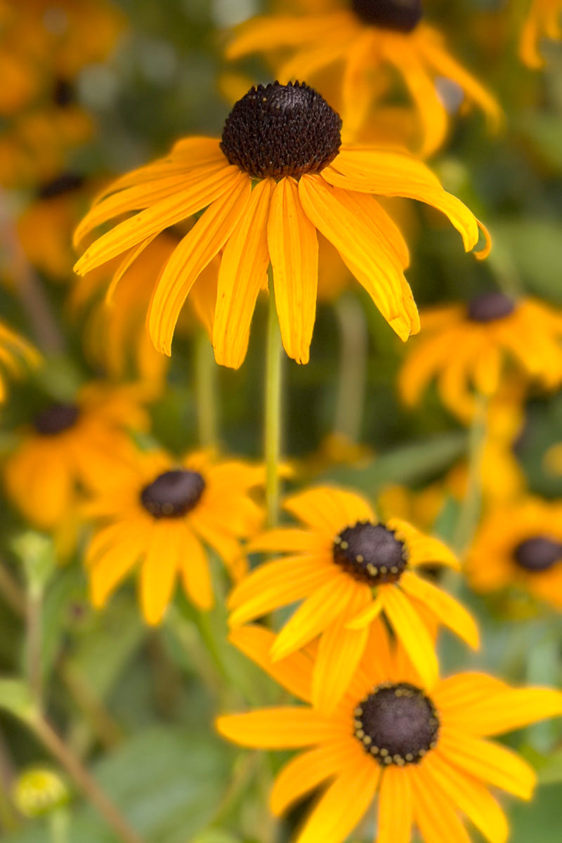 Black-Eyed Susan, Goldsturm