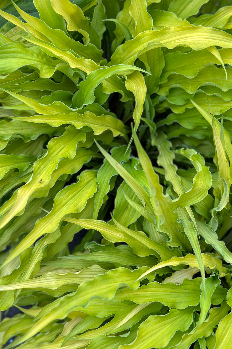 Hosta, Curly Fries