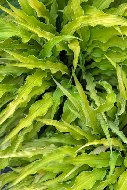 Hosta, Curly Fries