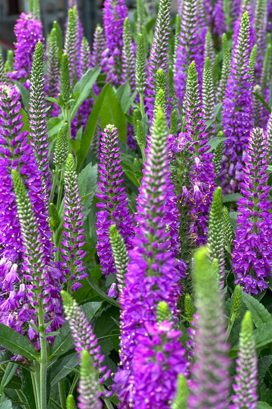 Veronica, Purplegum Candles