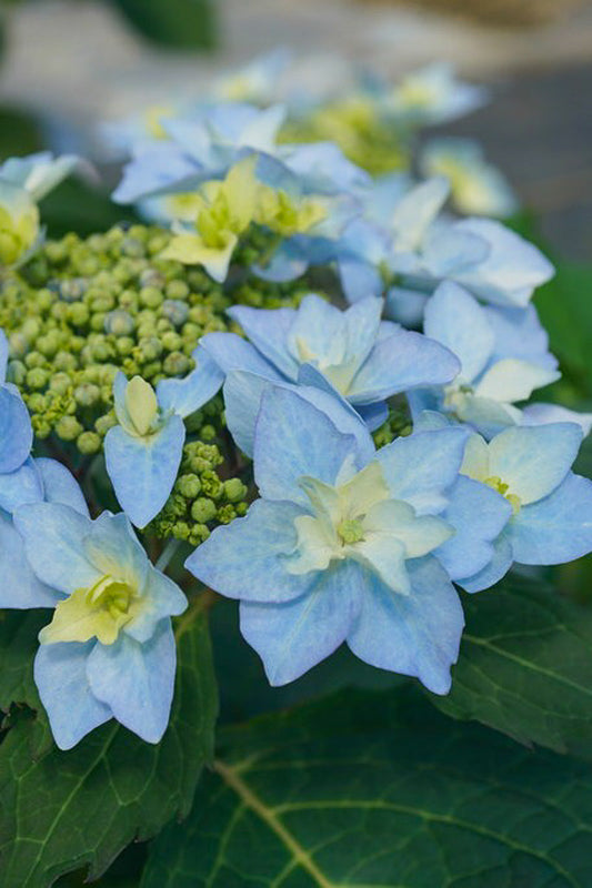 Hydrangea, Tuff Stuff Ah-Ha