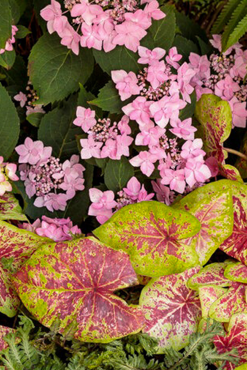 Hydrangea, Tuff Stuff Ah-Ha