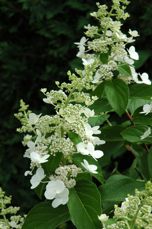 Hydrangea, Paniculata Tardiva