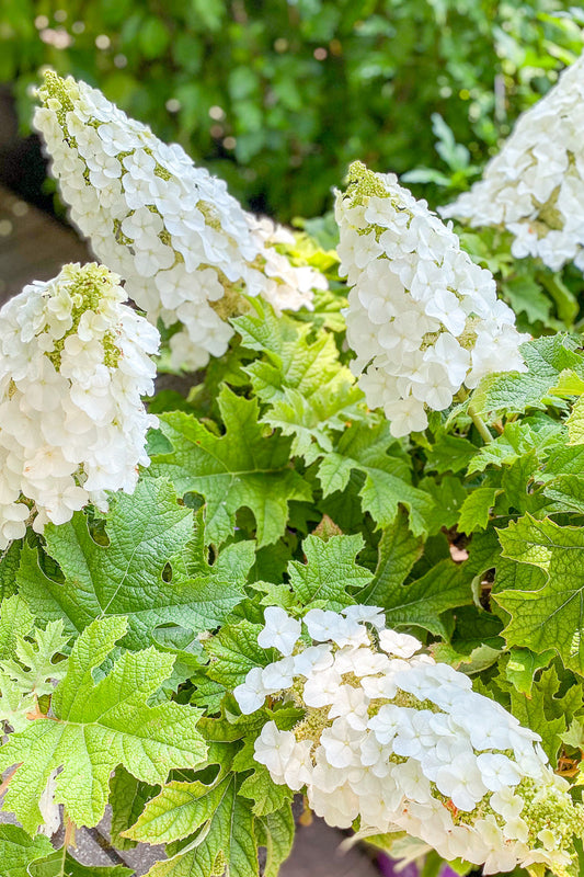 Hydrangea, Oakleaf Ruby Slippers