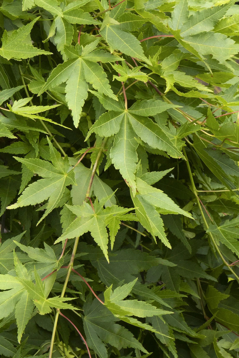 Maple, Japanese Rysuen Weeping
