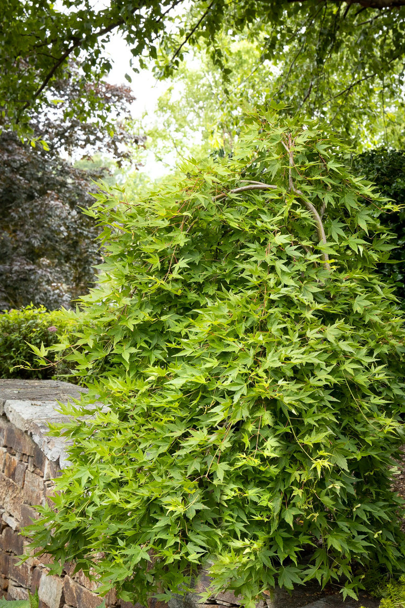 Maple, Japanese Rysuen Weeping