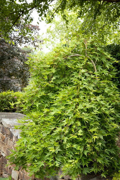 Maple, Japanese Rysuen Weeping