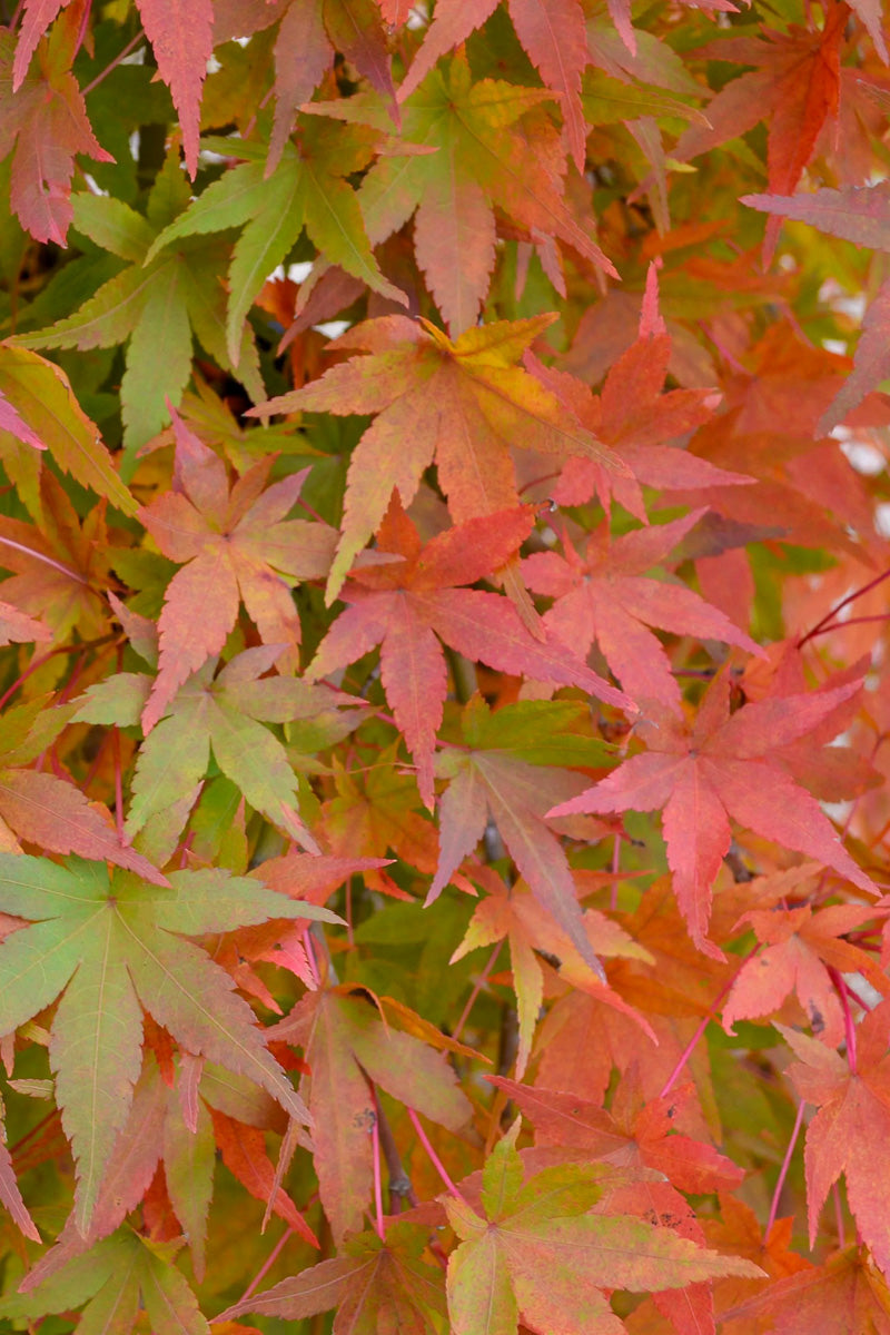 Maple, Japanese Rysuen Weeping