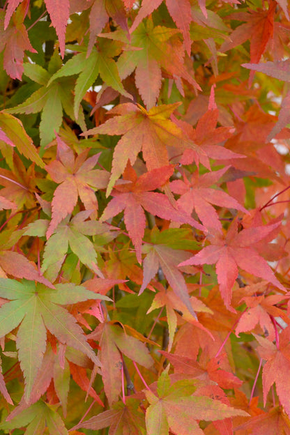Maple, Japanese Rysuen Weeping