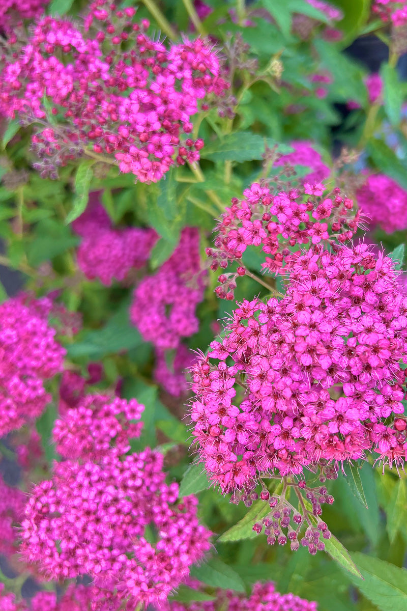 Spirea, Neon Flash