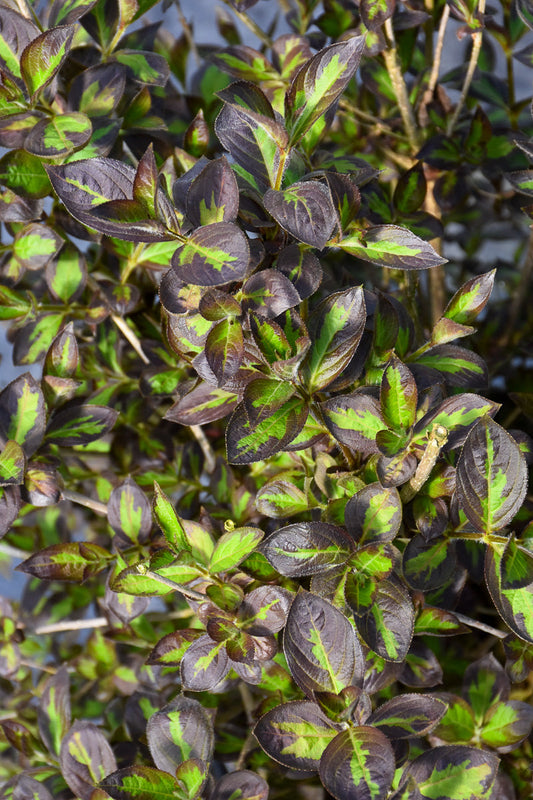 Weigela, Vinho verde