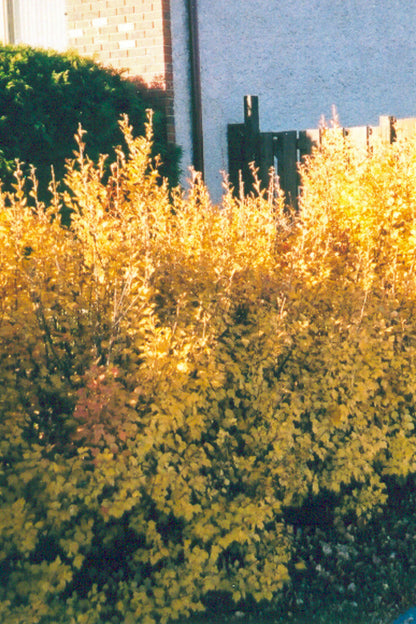 Alpine Currant