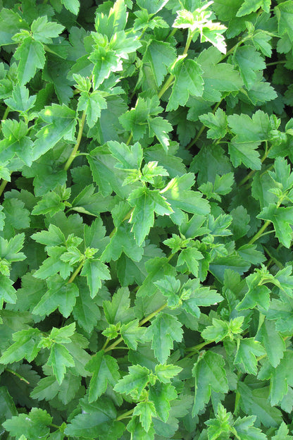 Alpine Currant