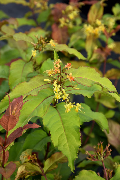 Diervilla, Kodiak Fresh
