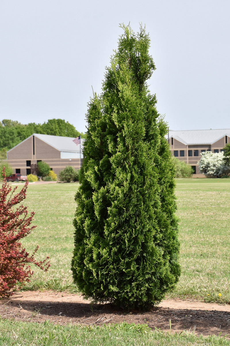 Arborvitae, North Pole