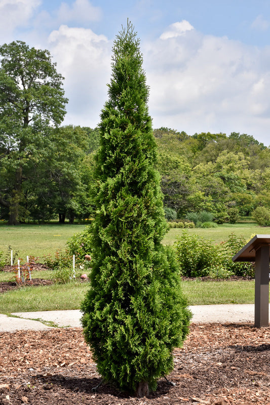 Arborvitae, North Pole