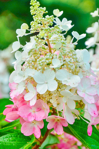 Hydrangea, Paniculata Pinky Winky