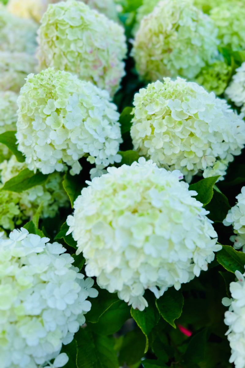 Hydrangea, Paniculata Fire Light Tidbit