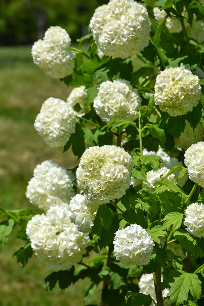 Viburnum, Common Snowball Ster