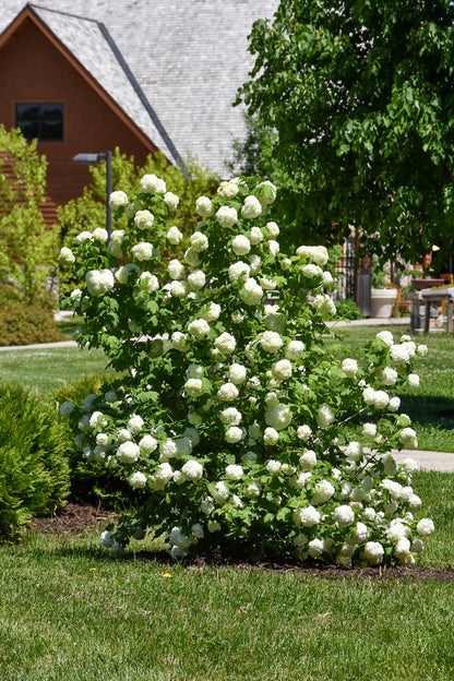 Viburnum, Common Snowball Ster