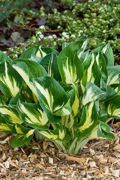 Hosta, Sting