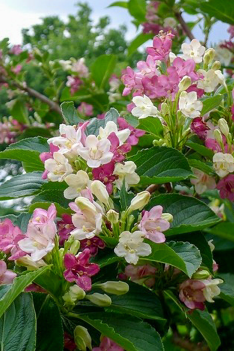Weigela, Versicolor
