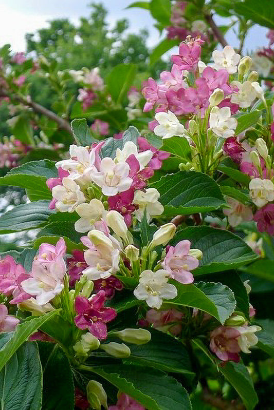Weigela, Versicolor