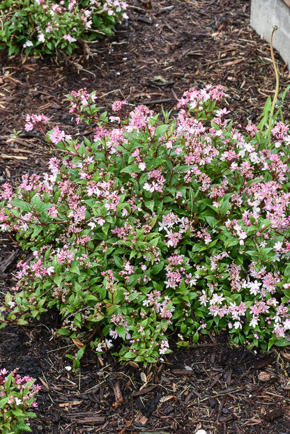 Deutzia, Yuki Kabuki