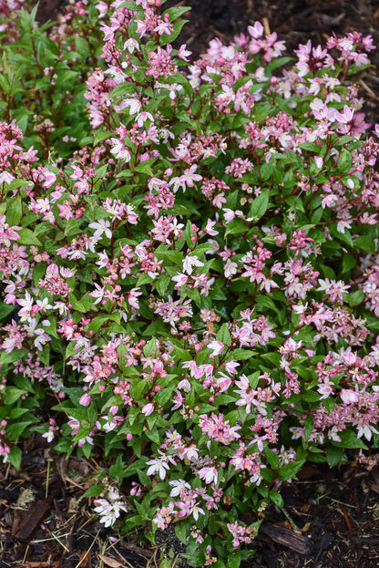 Deutzia, Yuki Kabuki