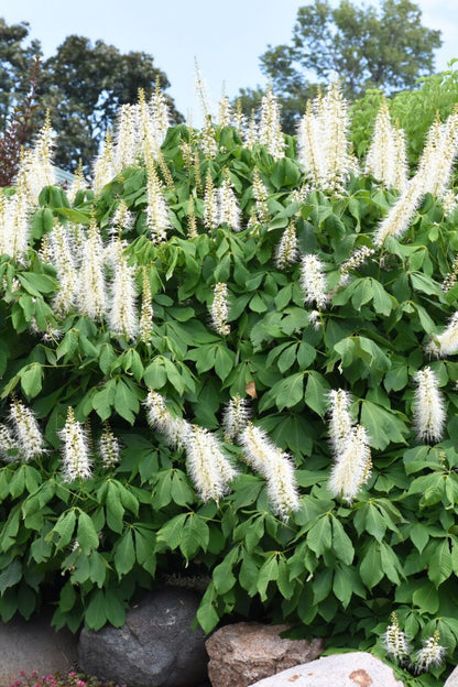 Buckeye, Bottlebrush