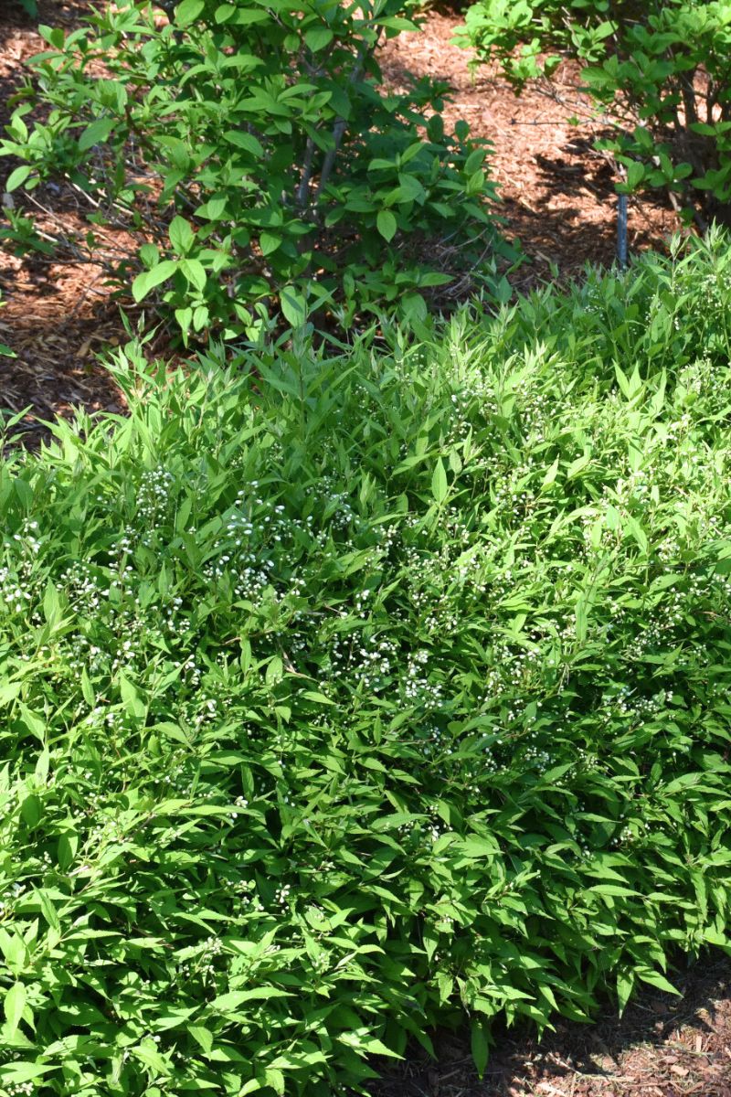 Deutzia, Yuki Snowflake