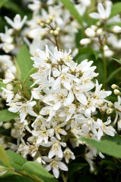 Deutzia, Yuki Snowflake