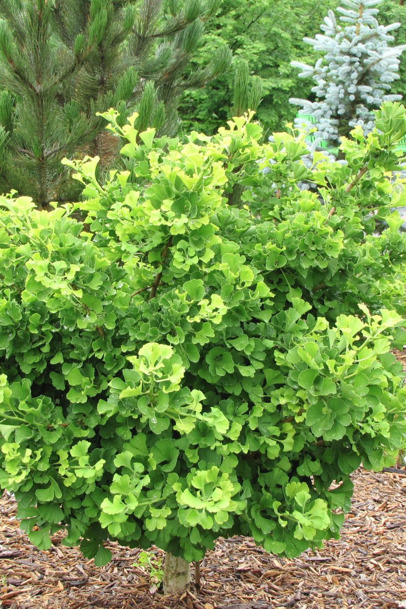 Ginkgo, Mariken