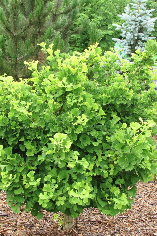 Ginkgo, Mariken