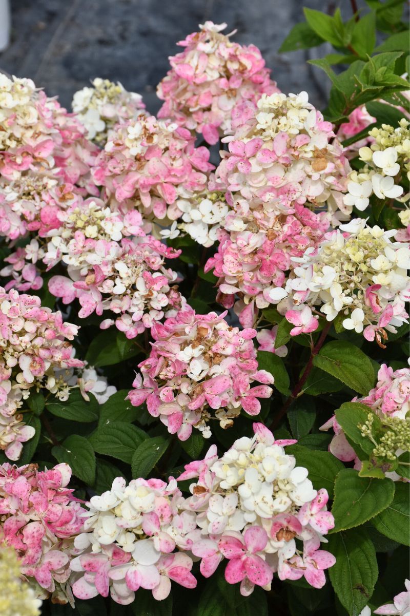 Hydrangea, Paniculata Fire Light Tidbit