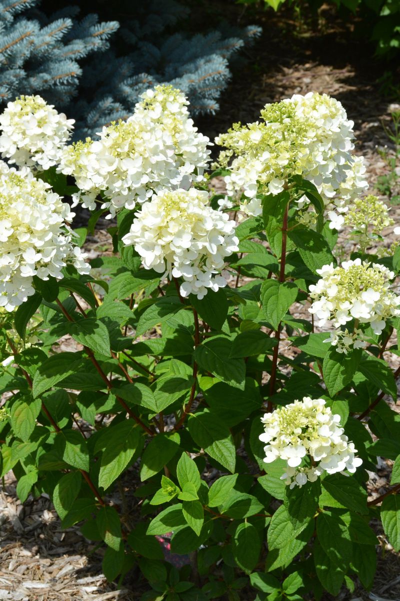 Hydrangea, Paniculata Fire Light Tidbit