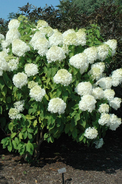 Hydrangea, Paniculata Phantom