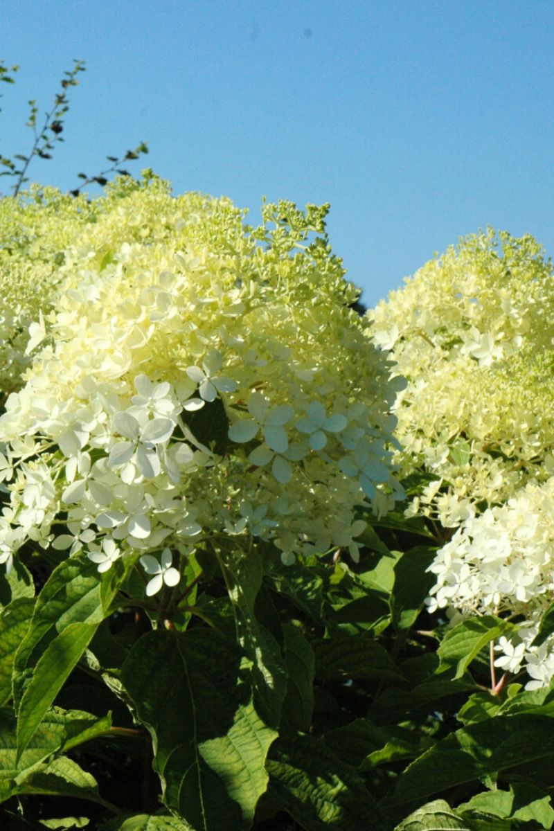 Hydrangea, Paniculata Phantom