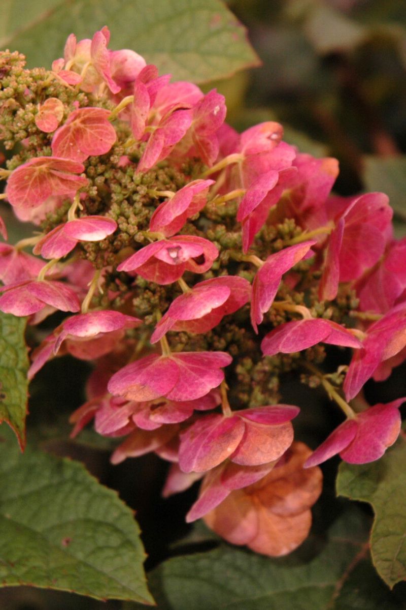 Hydrangea, Oakleaf Ruby Slippers