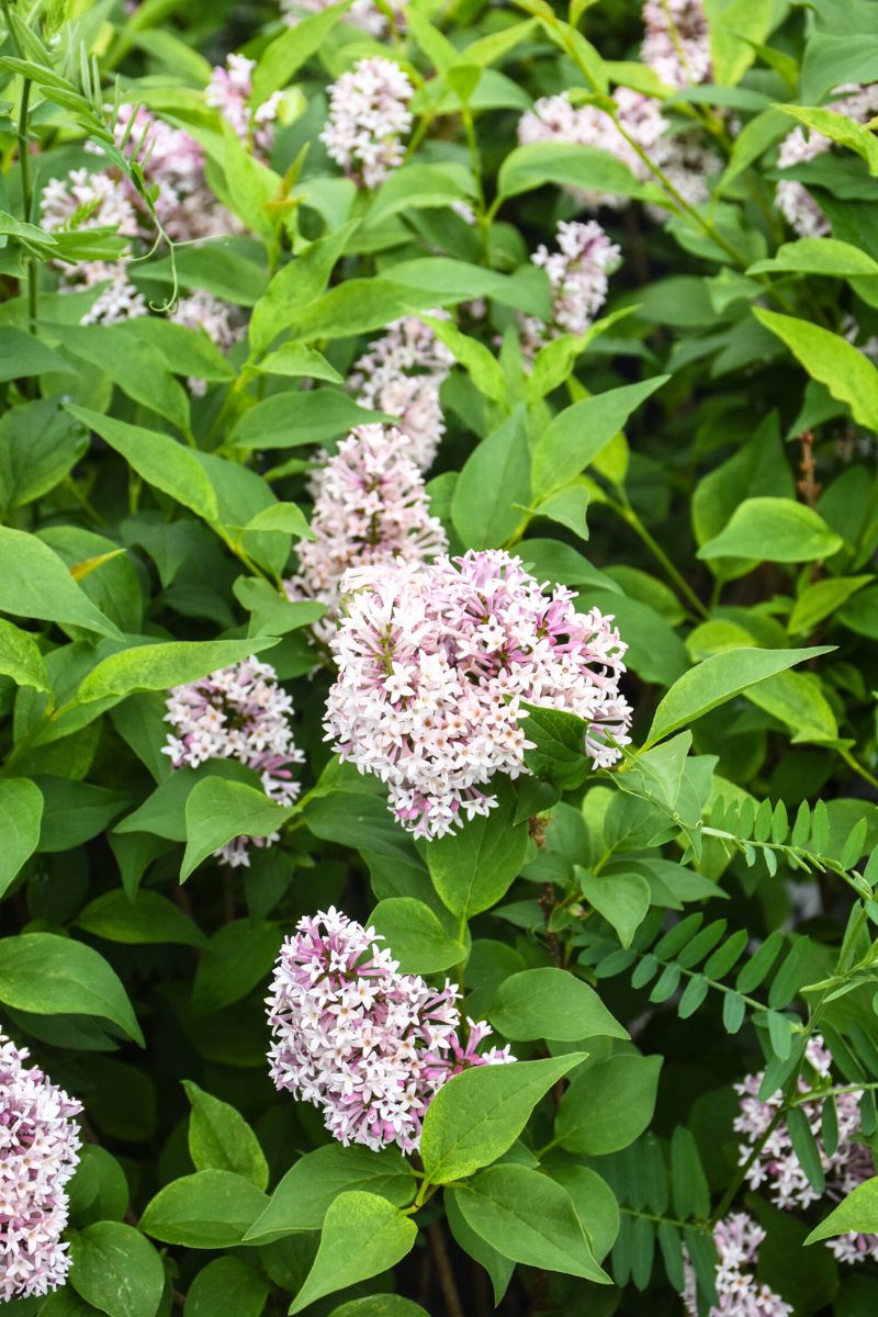 Lilac, Baby Kim