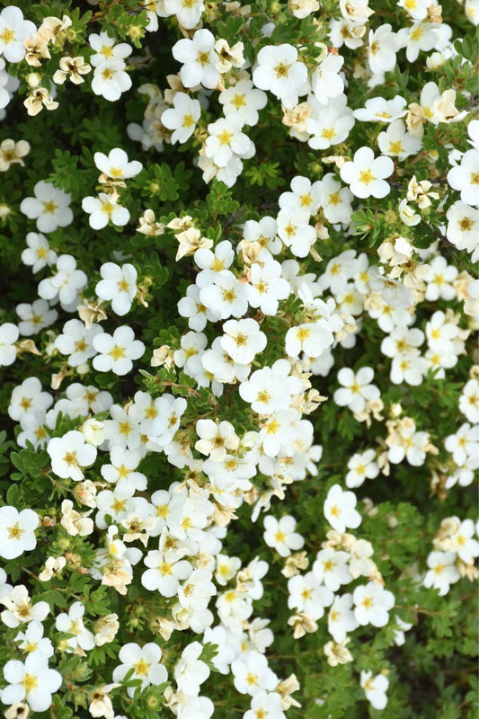 Potentilla, Abbotswood