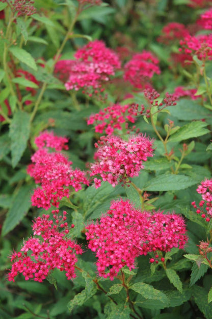 Spirea, Neon Flash