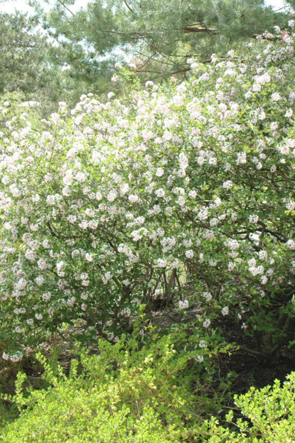 Viburnum, Judd