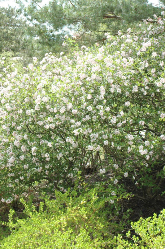 Viburnum, Judd