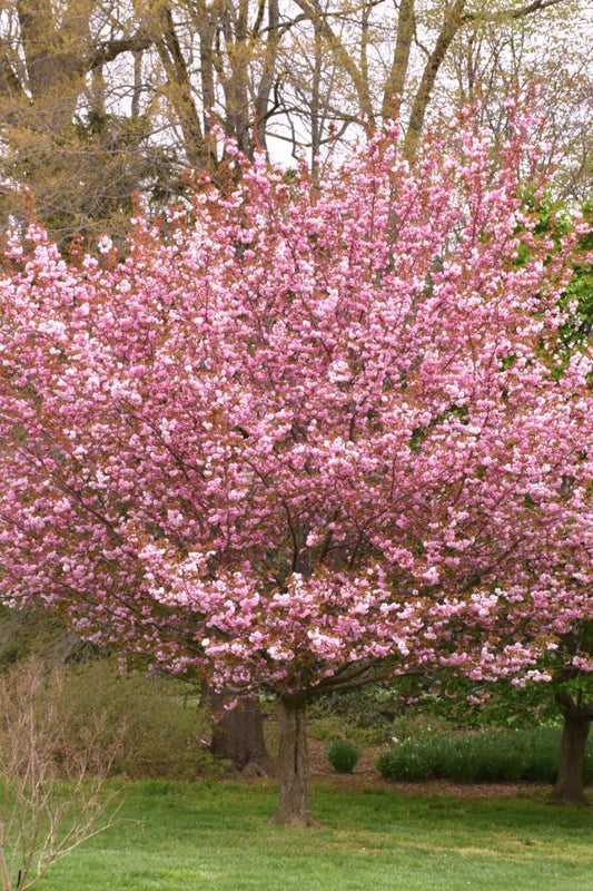 Cherry, Kwanzan